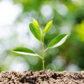 Young plant growing on soil