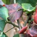 Symptômes foliaires de Flavescence Dorée sur cépage rouge