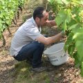PrelVIGNE2