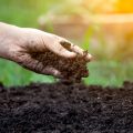 Soil in hand for planting