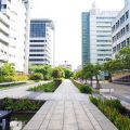 city tree