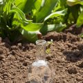 bulb with clear water on dry soil