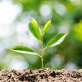 Young plant growing on soil