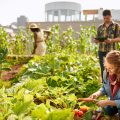 Friendly team harvesting fresh vegetables from the rooftop greenhouse garden and planning harvest season on a digital tablet